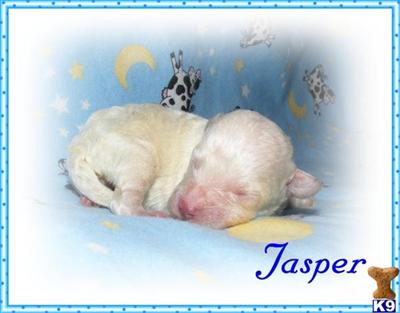 Puppies in MI